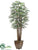 Rhapis Palm Tree - Green - Pack of 1