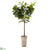 Fiddle Tree - Green - Pack of 1