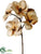 Phalaenopsis Orchid Spray - Champagne - Pack of 12
