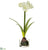 Velvet Amaryllis With Bulb - White - Pack of 4