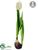 Iced Tulip - White - Pack of 8