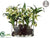 Orchid Plant - Green - Pack of 1