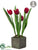 Tulip - Red - Pack of 4