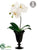 Phalaenopsis Orchid Plant - White Green - Pack of 4