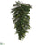 Colorado Pine Teardrop - Green - Pack of 6