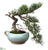 Needle Pine Bonsai in Ceramic Pitcher - Green - Pack of 2