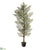 Pine Tree - Green Gray - Pack of 1