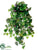 Grape Ivy Bush - Green - Pack of 4
