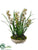Mini Cymbidium Orchid Plant - Burgundy Green - Pack of 1