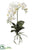 Phalaenopsis Plant With Leaves & Roots - White - Pack of 4