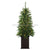 Pine Topiary Tree with Lights - Two Tone Green - Pack of 1