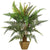 Silk Plants Direct Leather Fern Plant - Green - Pack of 1