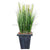 Silk Plants Direct Onion Grass - Green - Pack of 4