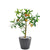 Silk Plants Direct Pomegranate Tree - Green - Pack of 2