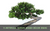 11 Artificial Bonsai Based Décor Ideas