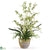 Silk Plants Direct Dancing Lady Silk Orchid Arrangement - Green - Pack of 1