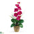 Silk Plants Direct Single Stem Phalaenopsis Silk Orchid Arrangement - Beauty - Pack of 1