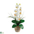 Silk Plants Direct Single Stem Phalaenopsis Silk Orchid Arrangement - Cream - Pack of 1