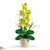 Silk Plants Direct Single Stem Phalaenopsis Silk Orchid Arrangement - Green - Pack of 1