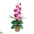 Silk Plants Direct Single Stem Phalaenopsis Silk Orchid Arrangement - Mauve - Pack of 1