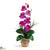 Silk Plants Direct Single Stem Phalaenopsis Silk Orchid Arrangement - Orchid - Pack of 1