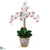 Silk Plants Direct Triple Stem Phalaenopsis Silk Orchid Arrangement - White - Pack of 1