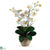 Silk Plants Direct Double Stem Phalaenopsis Silk Orchid Arrangement - Cream - Pack of 1