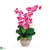 Silk Plants Direct Double Stem Phalaenopsis Silk Orchid Arrangement - Dark Pink - Pack of 1