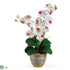Silk Plants Direct Double Stem Phalaenopsis Silk Orchid Arrangement - White - Pack of 1