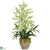 Silk Plants Direct Triple Dancing Lady - Green - Pack of 1