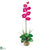 Silk Plants Direct Single Phalaenopsis Liquid Illusion - Beauty - Pack of 1