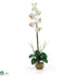 Silk Plants Direct Single Phalaenopsis Liquid Illusion - Cream - Pack of 1