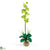 Silk Plants Direct Single Phalaenopsis Liquid Illusion - Green - Pack of 1