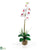 Silk Plants Direct Single Phalaenopsis Liquid Illusion - White - Pack of 1