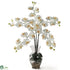 Silk Plants Direct Phalaenopsis Liquid Illusion - Cream - Pack of 1