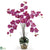 Silk Plants Direct Phalaenopsis Liquid Illusion - Dark Pink - Pack of 1