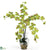 Silk Plants Direct Phalaenopsis Liquid Illusion - Green - Pack of 1