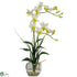 Silk Plants Direct Dendrobium - Cream - Pack of 1