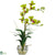 Silk Plants Direct Dendrobium - Green - Pack of 1