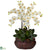 Silk Plants Direct Large Phalaenopsis - Cream - Pack of 1