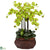 Silk Plants Direct Large Phalaenopsis - Green - Pack of 1