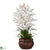 Silk Plants Direct Dancing Lady - White - Pack of 1