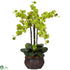 Silk Plants Direct Phalaenopsis - Green - Pack of 1