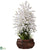 Silk Plants Direct Large Dancing Lady - White - Pack of 1