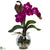 Silk Plants Direct Mini Vanda - Beauty - Pack of 1