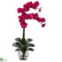 Silk Plants Direct Double Phal Orchid - Beauty - Pack of 1