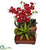 Silk Plants Direct Autumn Orchid & Succulent Arrangement - Pack of 1