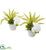 Silk Plants Direct Phalaenopsis Orchid, Agave and Fern - Pack of 1