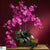 Silk Plants Direct Phalaenopsis Silk Orchid Flower - Beauty - Pack of 1