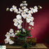 Silk Plants Direct Phalaenopsis Silk Orchid Flower - Cream - Pack of 1